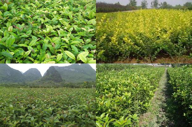桂花树价格(晚红珠桂花实生苗果实性状遗传研究)1676246949937