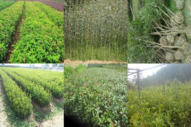桂花树价格-无公害桂花助农民致富1676333351201