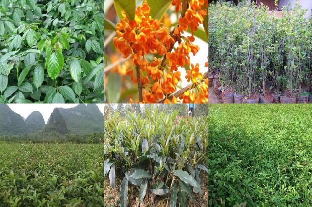 桂花树价格-无公害桂花助农民致富1676333351212