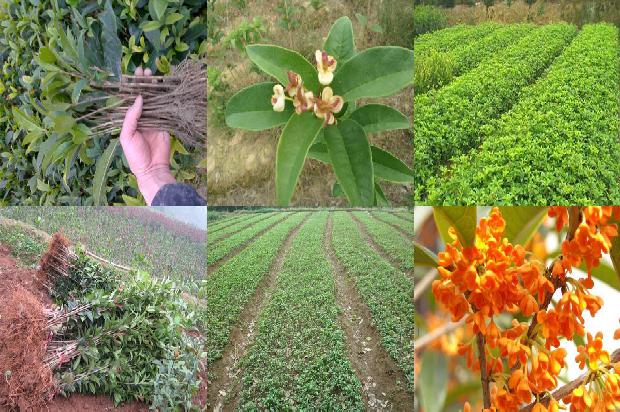 桂花树价格:青春路上的六颗桂花1676419745851
