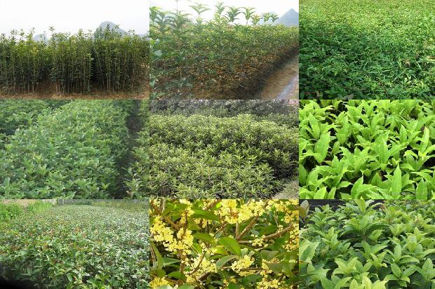 桂花树价格:青春路上的六颗桂花1676419745862
