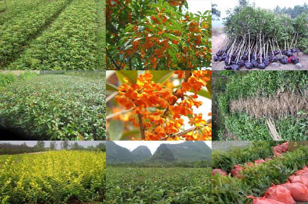 桂花树价格(《给桂花以性别》中“狗妇”身份形象分析)1676506156072