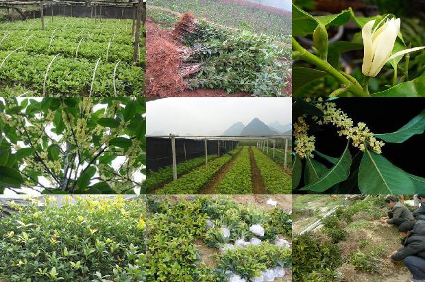 桂花树价格_晚餐要用健康盘子 桂花、蛋白食品和主食必须合理搭配1676765357813