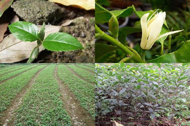 桂花树价格_晚餐要用健康盘子 桂花、蛋白食品和主食必须合理搭配1676765357824