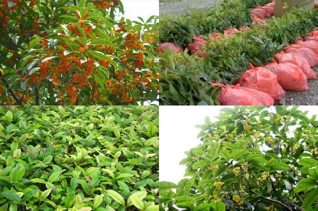 桂花树价格_晚餐要用健康盘子 桂花、蛋白食品和主食必须合理搭配1676765357846