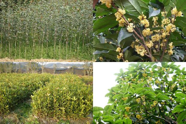桂花树价格_晚餐要用健康盘子 桂花、蛋白食品和主食必须合理搭配1676765357857