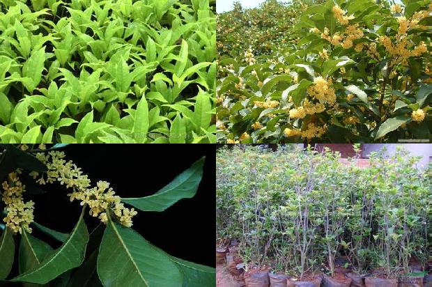 桂花树价格_晚餐要用健康盘子 桂花、蛋白食品和主食必须合理搭配1676765357868