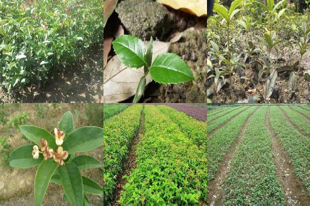 桂花树价格_晚餐要用健康盘子 桂花、蛋白食品和主食必须合理搭配1676765357879