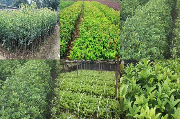 桂花树价格_晚餐要用健康盘子 桂花、蛋白食品和主食必须合理搭配1676765357890