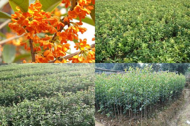 桂花树价格[利用多重PCR反应同时鉴定桂花Ty—3基因和抗溃疡病QTL]1676938160534
