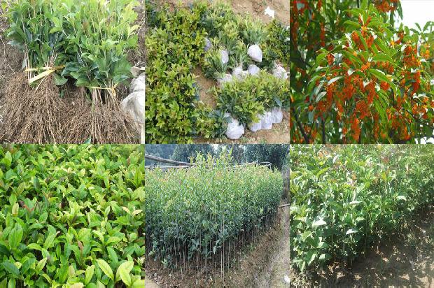 桂花树价格[利用多重PCR反应同时鉴定桂花Ty—3基因和抗溃疡病QTL]1676938160546