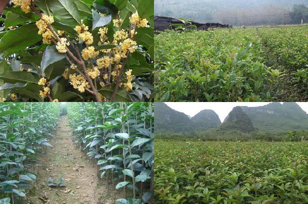 桂花树价格:桂花有自己的活法1677110954969
