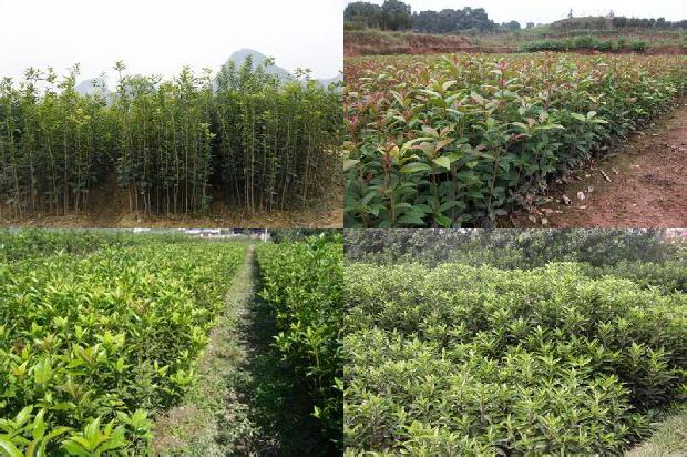 桂花树价格_利用再生技术促进桂花增收1677283753053