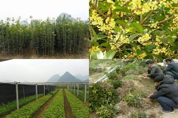 桂花树价格_利用再生技术促进桂花增收1677283753075