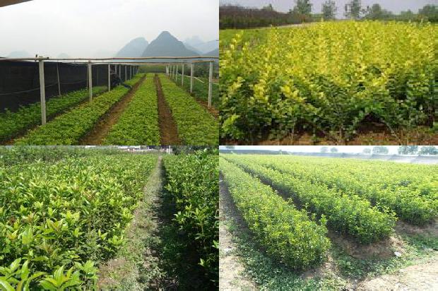 桂花树价格_利用再生技术促进桂花增收1677283753097