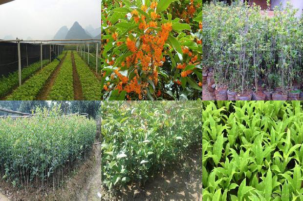 桂花树价格[日光温室桂花树主要害虫的发生及其生物控制技术]1677370148900