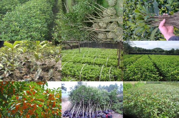 桂花树价格-几种桂花树制品的加工工艺1677456556286