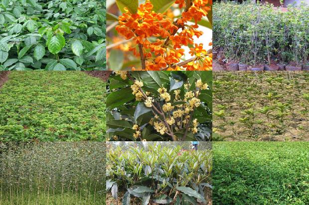 桂花树价格-几种桂花树制品的加工工艺1677456556319