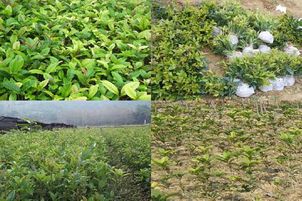 桂花树价格-几种桂花树制品的加工工艺1677456556330