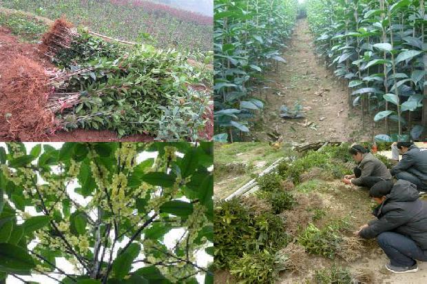 桂花树价格-几种桂花树制品的加工工艺1677456556341