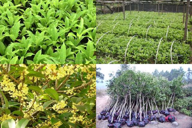 桂花树价格-几种桂花树制品的加工工艺1677456556352