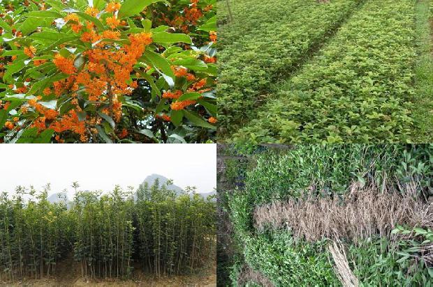 桂花树价格:浅谈桂花树管理工作中常见的问题及对策分析1677542951423
