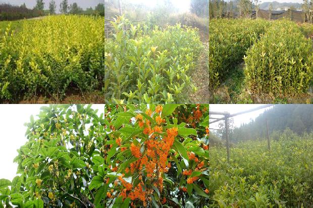 桂花树价格:浅谈桂花树管理工作中常见的问题及对策分析1677542951434