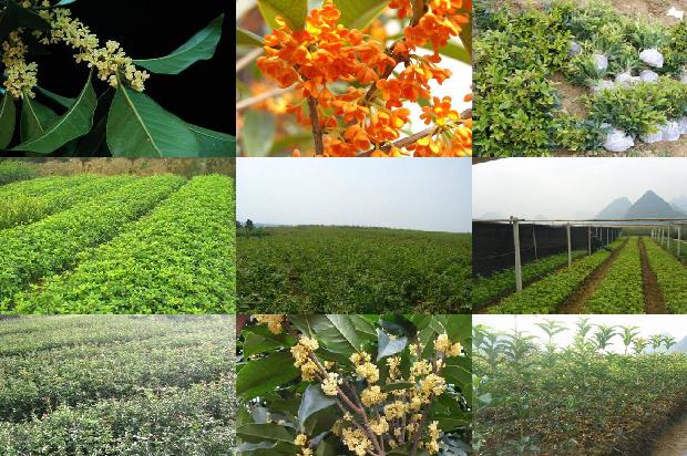 桂花树价格:浅谈桂花树管理工作中常见的问题及对策分析1677542951445