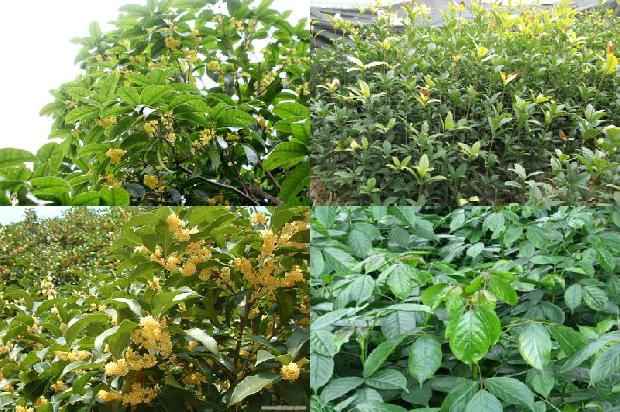 桂花树价格_樱桃桂花壮苗培育技术1677629357149