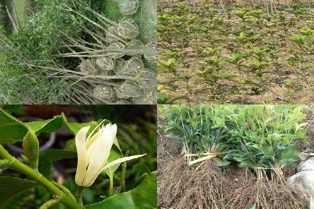 桂花树价格「江苏姜堰市水桂花优质高效栽培技术」1678147758801