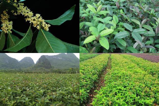 桂花树价格(桂花茎基腐病致病菌的鉴定)1678320550547