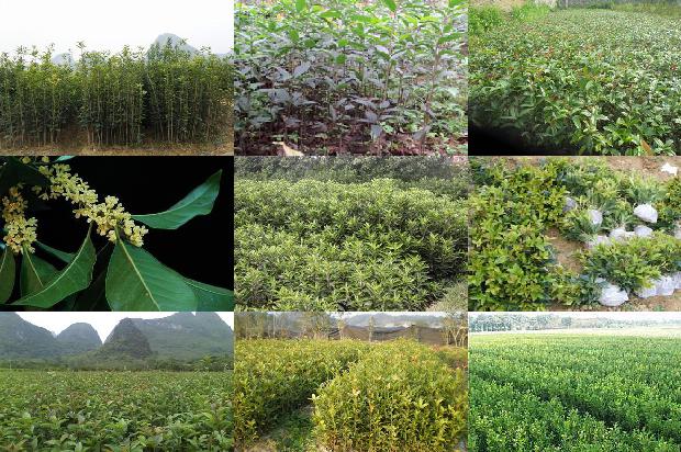 桂花树价格(桂花茎基腐病致病菌的鉴定)1678320550558