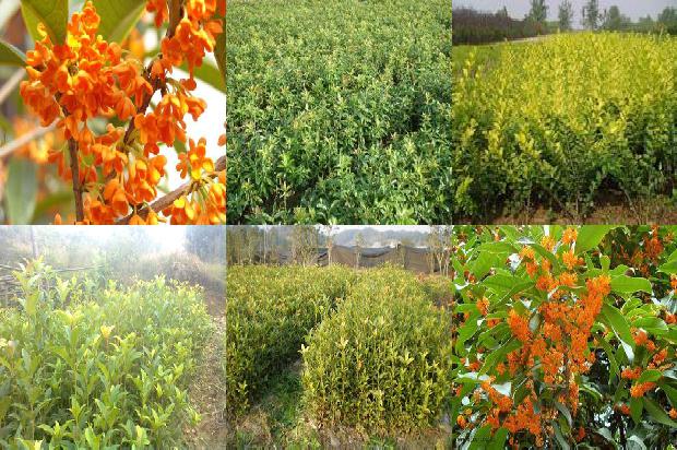 桂花树价格(桂花茎基腐病致病菌的鉴定)1678320550569