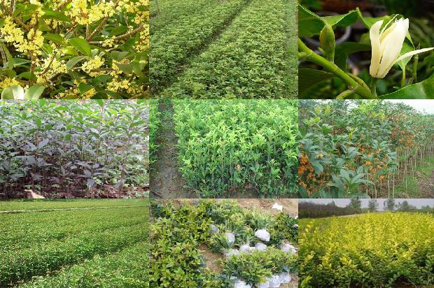 桂花树价格(新型叶面肥爱谷素对加工桂花光合作用及产量的影响)1678406960715