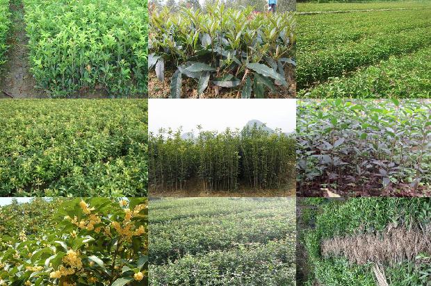 桂花树价格(新型叶面肥爱谷素对加工桂花光合作用及产量的影响)1678406960737