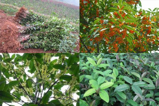 桂花树价格(新型叶面肥爱谷素对加工桂花光合作用及产量的影响)1678406960748
