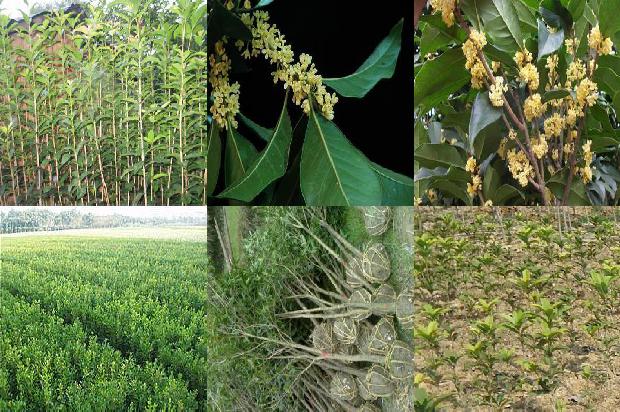 桂花树价格(新型叶面肥爱谷素对加工桂花光合作用及产量的影响)1678406960759