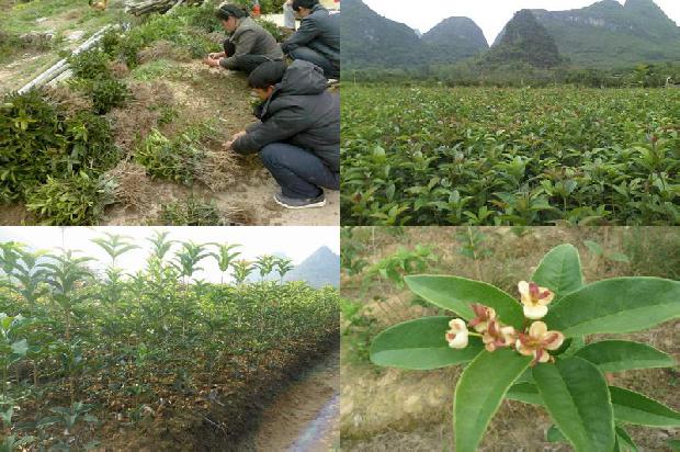 桂花树价格(提高华南地区桂花大棚使用效率的措施)1678493356920