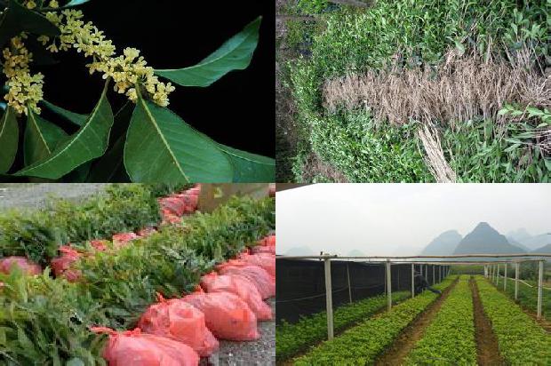 桂花树价格(提高华南地区桂花大棚使用效率的措施)1678493356942