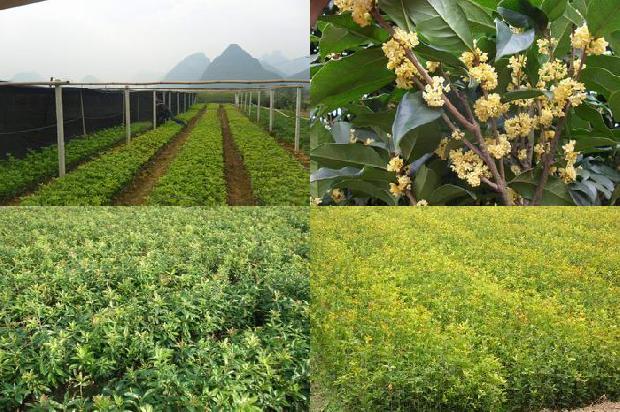 桂花树价格-日光温室越冬黄瓜－夏秋丝瓜－桂花育苗高效栽培技术1678687588053