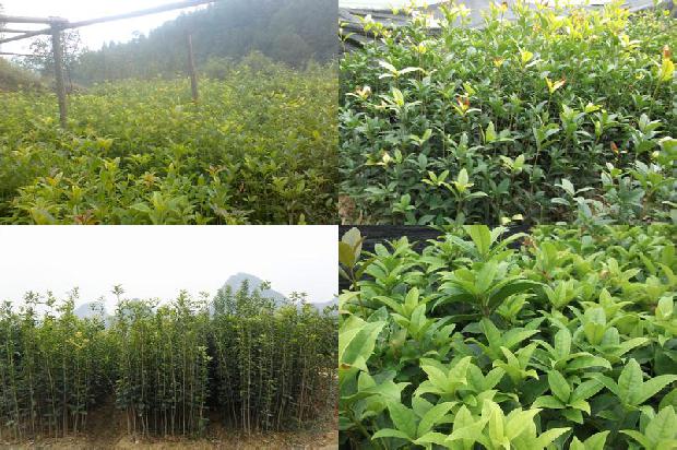 桂花树价格-日光温室越冬黄瓜－夏秋丝瓜－桂花育苗高效栽培技术1678687588287