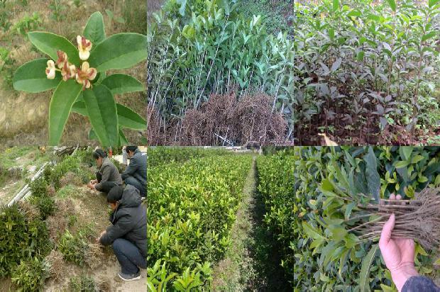 桂花树价格:巢湖市中垾镇水稻+设施桂花“千斤粮万元钱”生产模式简析1678925385674