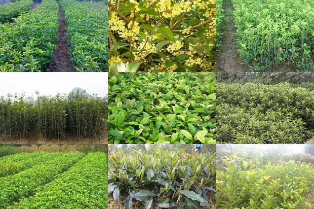 桂花树价格:特色野生桂花海州常山的开发利用1679270976208