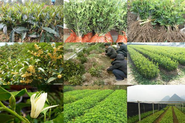 桂花树价格:西门庆家的私房菜——雪里蕻清蒸乳饼/桂花树的魔力1679357382222