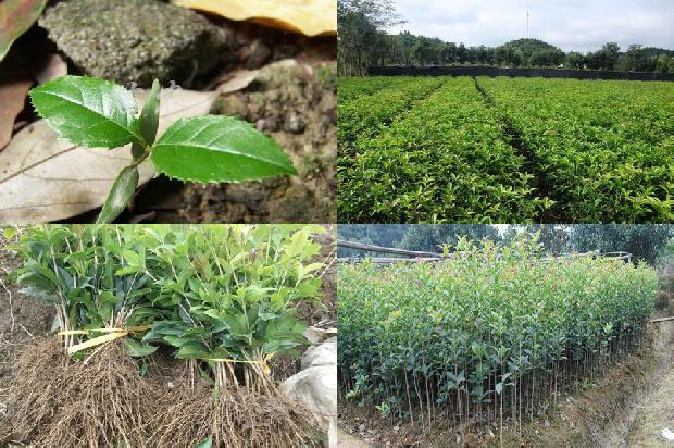 桂花树价格:西门庆家的私房菜——雪里蕻清蒸乳饼/桂花树的魔力1679357382301