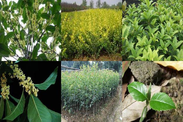 桂花树价格:西门庆家的私房菜——雪里蕻清蒸乳饼/桂花树的魔力1679357382378