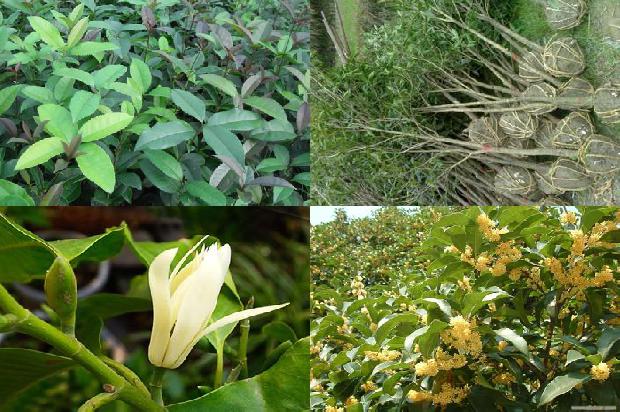 桂花树价格:西门庆家的私房菜——雪里蕻清蒸乳饼/桂花树的魔力1679357382457