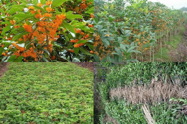 桂花树价格:桂花疫病要慎防1679789361461