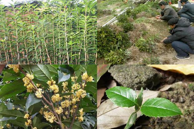 桂花树价格:“一带一路”背景下河南桂花国际贸易发展及成因研究1680739767713