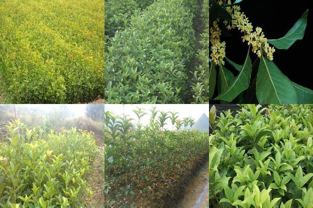 桂花树价格:有机桂花生产过程中的生态防治观1680826160918